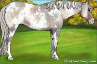 Horse Color:White Spotted Silver Blue Onyx Ice Varnish 