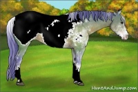 Horse Color:Watercolor White Spotted Brown Snowcap 