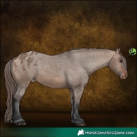 Horse Color:Brown Dun Appaloosa 