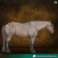 Horse Color:Brown Dun Appaloosa 