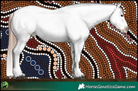 Horse Color:Brown Dun Appaloosa 