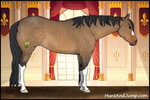 Horse Color:Brown Dun 