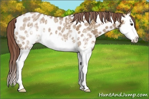 Horse Color:White Spotted Red Dun Splash Appaloosa 
