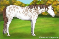 Horse Color:White Spotted Red Dun Splash Appaloosa 