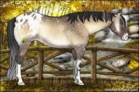 Horse Color:Brown Onyx Snowflake Varnish Rabicano 