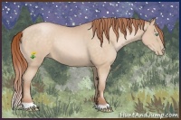 Horse Color:Buckskin Pearl 