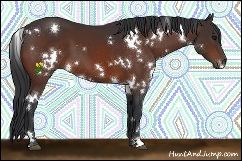 Horse Color:White Spotted Brown 