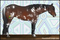 Horse Color:White Spotted Brown