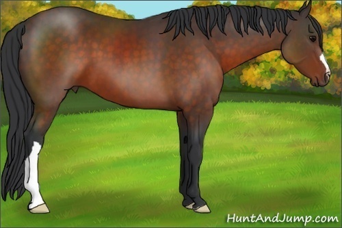 Horse Color:Brown 