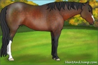 Horse Color:Brown 