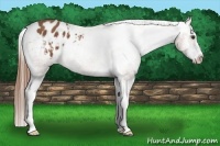 Horse Color:Chestnut Splash Frame Appaloosa 