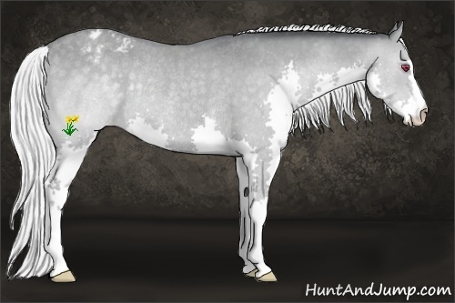 Horse Color:Silver Classic Champagne Chinchilla Dun Splash Appaloosa Rabicano 