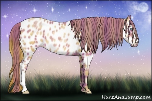 Horse Color:Plaid  Bay Pearl Appaloosa 
