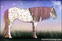 Horse Color:Plaid  Bay Pearl Appaloosa 