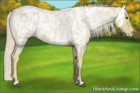 Horse Color:Palomino Roan Near Leopard 