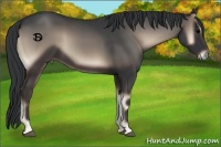 Horse Color:Blue Onyx