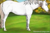 Horse Color:White Spotted Chestnut Appaloosa Rabicano 
