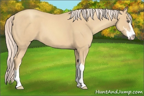 Horse Color:Gold Cream Champagne Sabino 