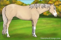 Horse Color:Gold Cream Champagne Sabino 