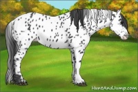 Horse Color:Black Appaloosa