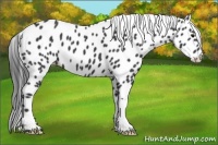 Horse Color:Black Appaloosa