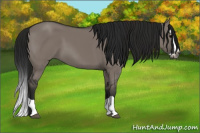 Horse Color:Gray Grullo Splash