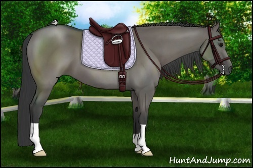 Horse Color:Grullo 
