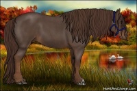 Horse Color:Liver Red Roan 