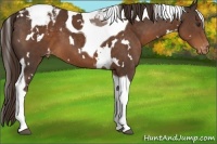 Horse Color:White Spotted Liver Chestnut Tobiano Appaloosa