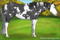 Horse Color:White Spotted Blue Roan Splash