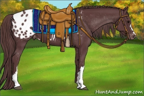 Horse Color:Chocolate Black Appaloosa 