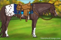 Horse Color:Chocolate Black Appaloosa