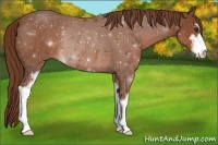 Horse Color:Red Roan Sabino Rabicano 