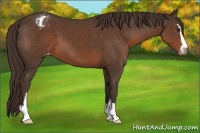 Horse Color:Liver Chestnut Sabino Varnish 
