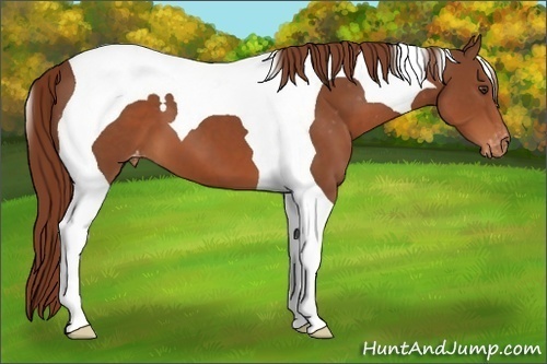 Horse Color:Chestnut Tobiano Appaloosa 