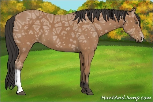 Horse Color:Buckskin Ice 
