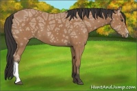 Horse Color:Buckskin Ice 