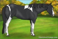 Horse Color:Black Splash Tobiano 