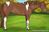 Horse Color:Chestnut Tobiano