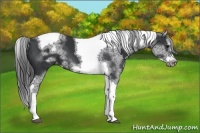 Horse Color:White Spotted Black Splash Tobiano Frame Appaloosa