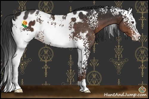 Horse Color:White Spotted Liver Chestnut Sabino Appaloosa Rabicano