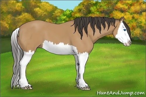Horse Color:Buckskin Splash 