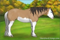 Horse Color:Buckskin Splash 