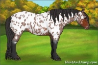 Horse Color:Bay Roan Near Leopard
