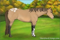 Horse Color:Buckskin Varnish 