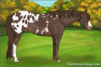 Horse Color:Liver Chestnut Appaloosa 