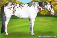 Horse Color:White Spotted Brown 