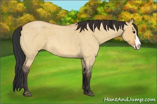 Horse Color:Unknown 