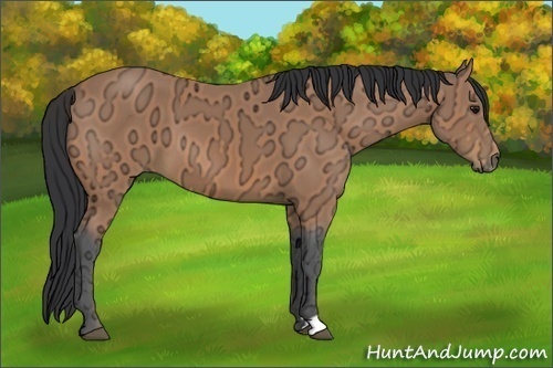 Horse Color:Bay Ice 