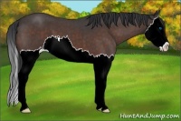 Horse Color:Brown Roan Splash 